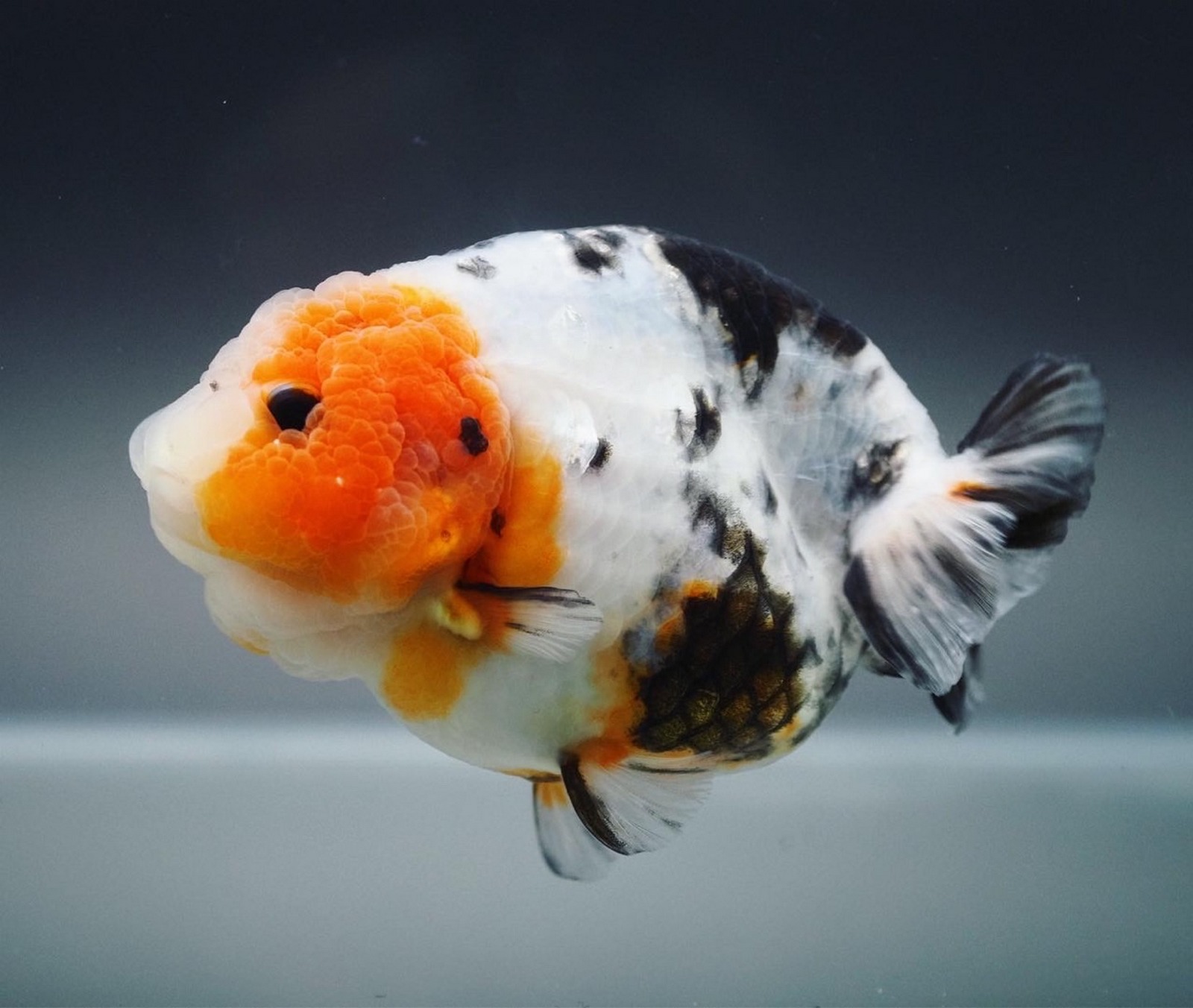 Carassius Auratus Auratus (Linnaeus, 1758)